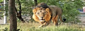 Visiting Lion Safari Etawah in Agra Tour