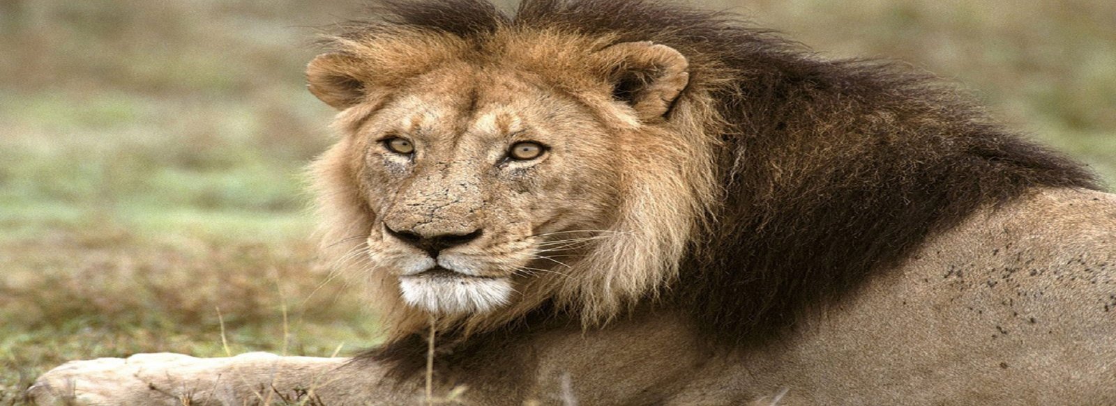 NTCA- To Put a Ban on Night Stay in the Core Areas of Tiger Safari