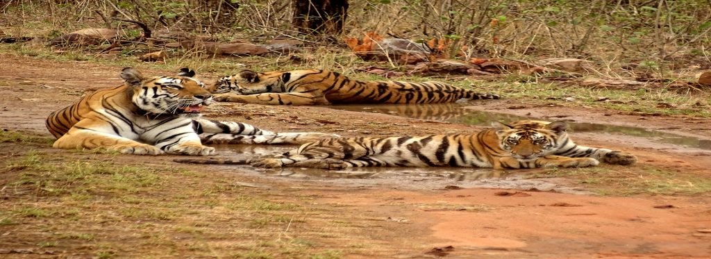 Panna National Park